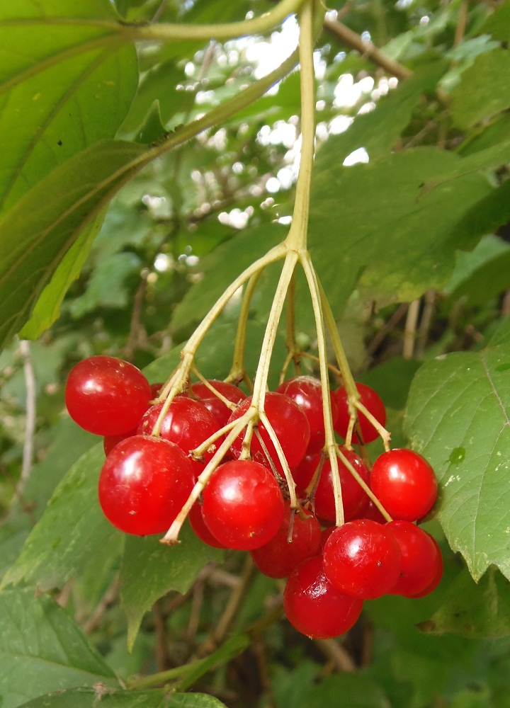 Изображение особи Viburnum opulus.