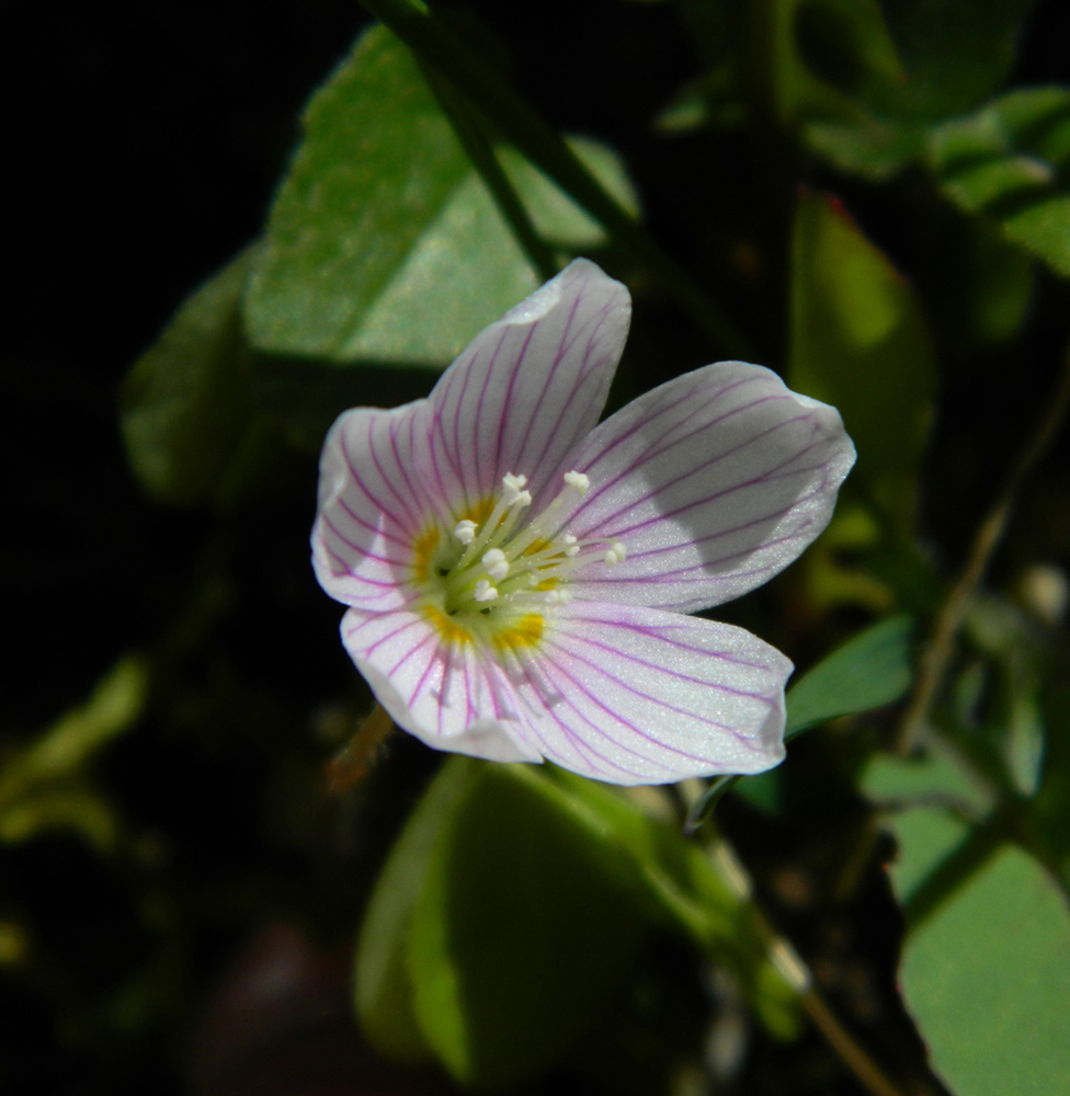 Изображение особи Oxalis acetosella.