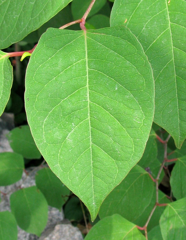 Image of Reynoutria japonica specimen.