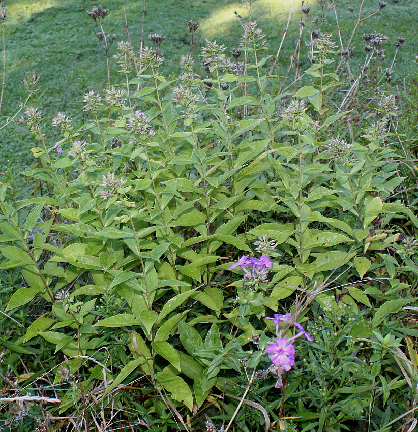 Image of Phlox paniculata specimen.