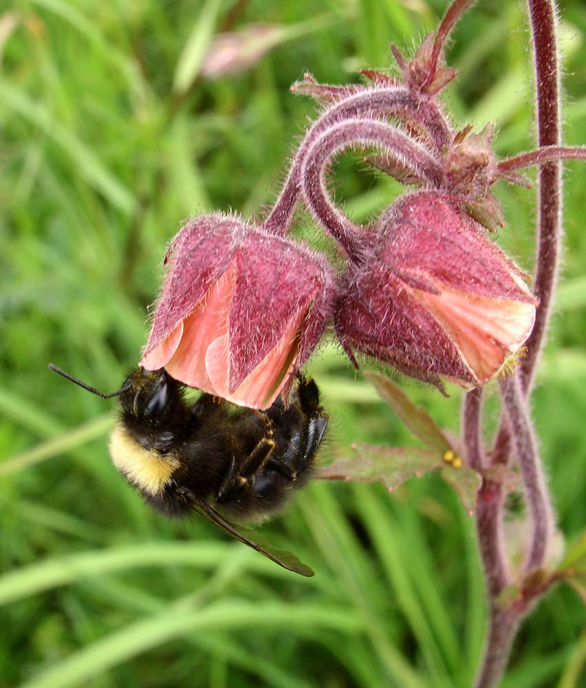 Image of Geum rivale specimen.