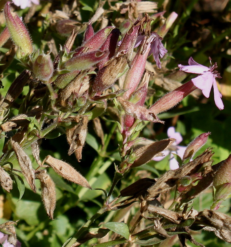 Image of Saponaria ocymoides specimen.