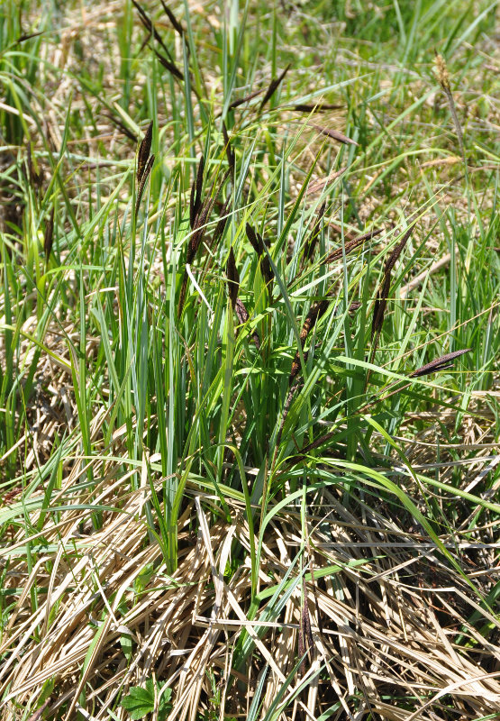 Image of genus Carex specimen.