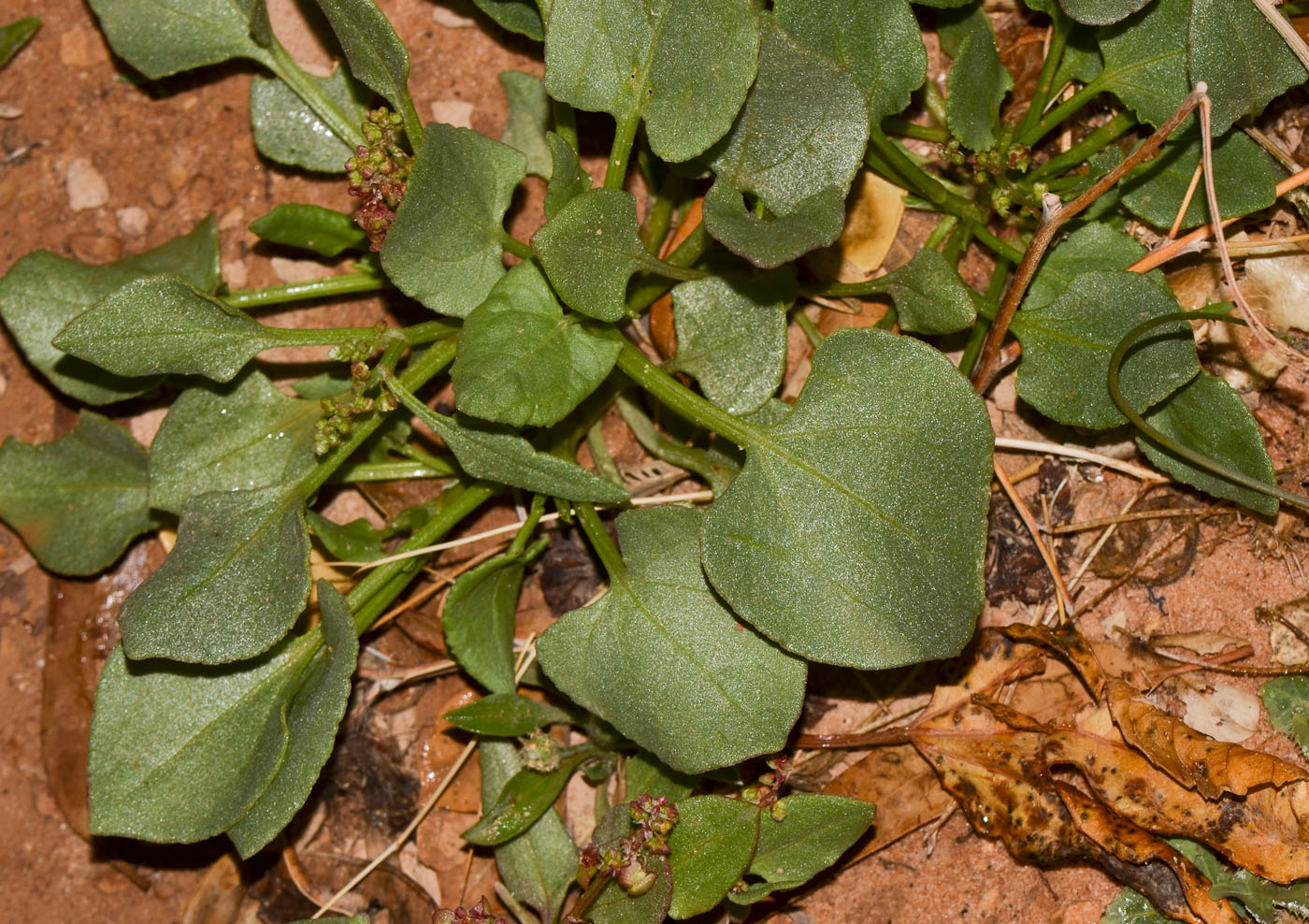 Image of Rumex vesicarius specimen.