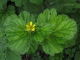 Geum macrophyllum