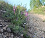 Polygala wolfgangiana