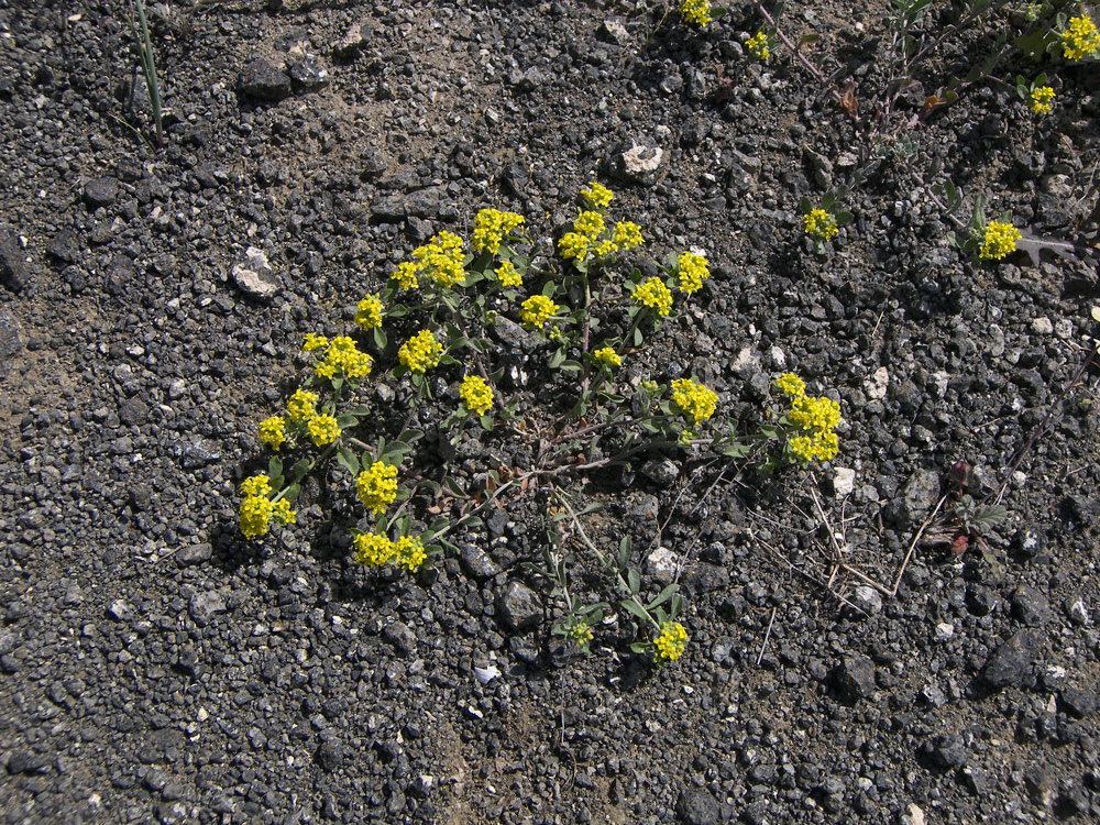 Image of Odontarrhena gehamensis specimen.