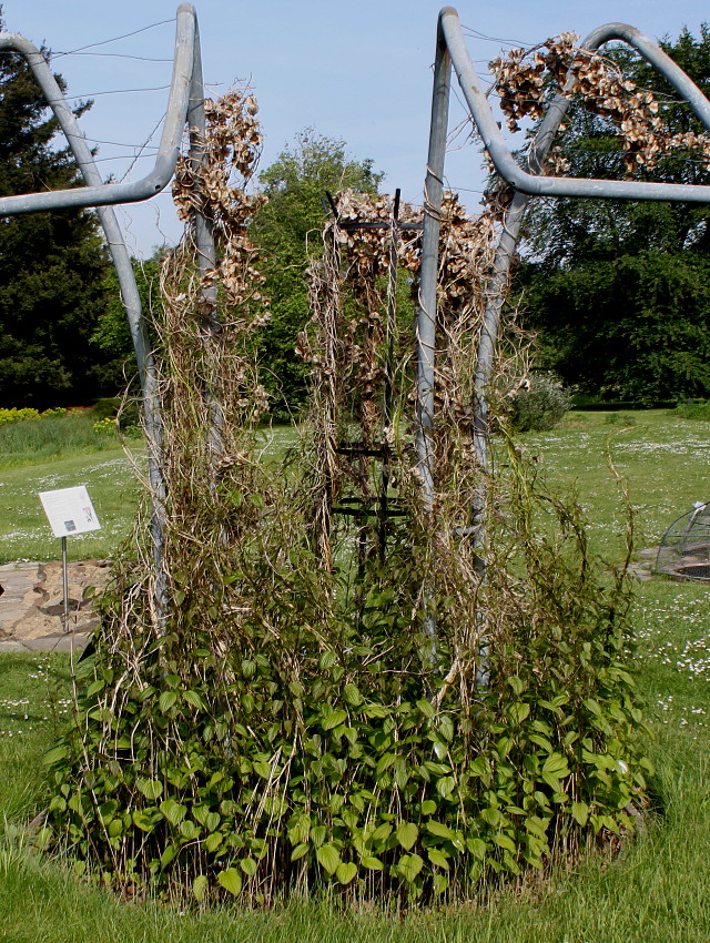 Image of Dioscorea villosa specimen.