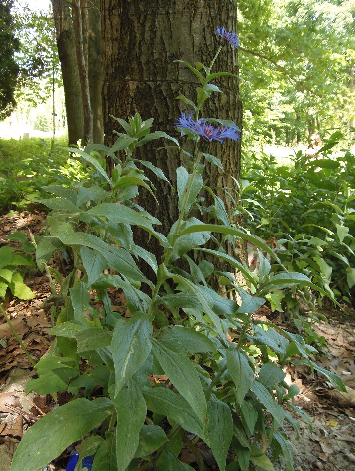 Изображение особи Centaurea triumfettii.