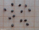 View full-size image Galeopsis tetrahit