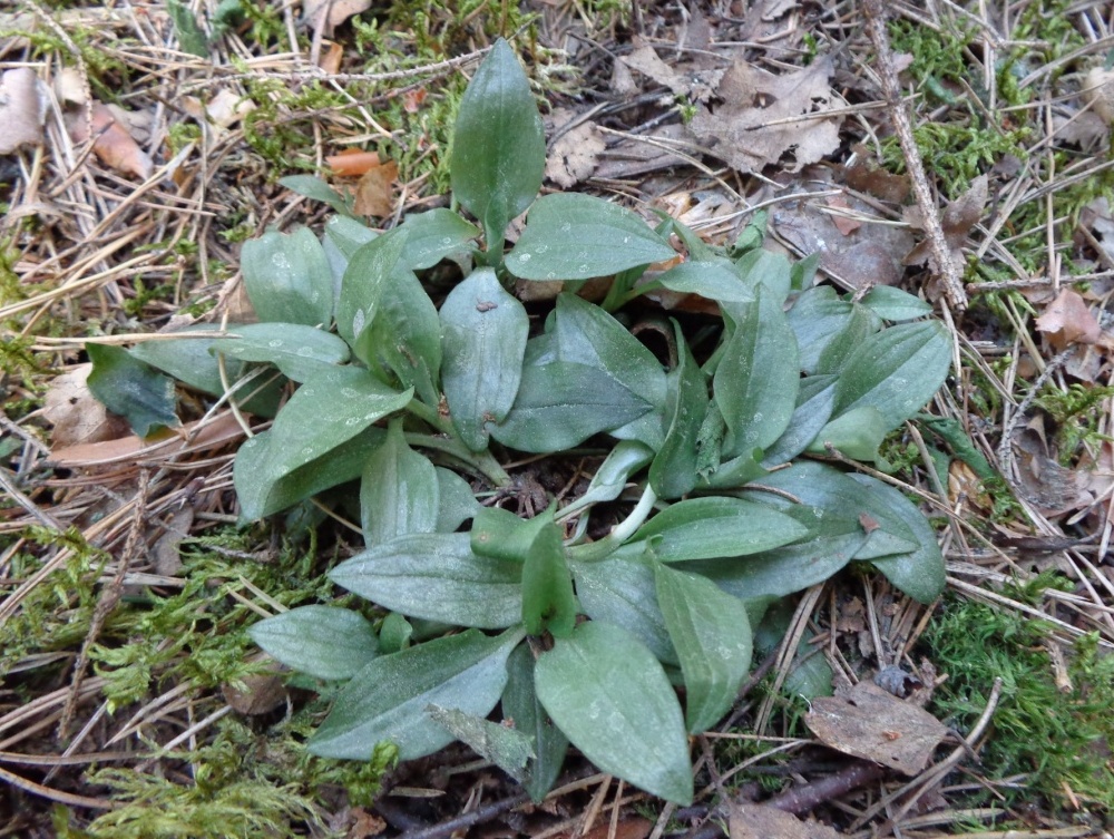 Image of Goodyera repens specimen.