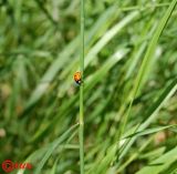 Image of taxon representative. Author is Сергей Наумов