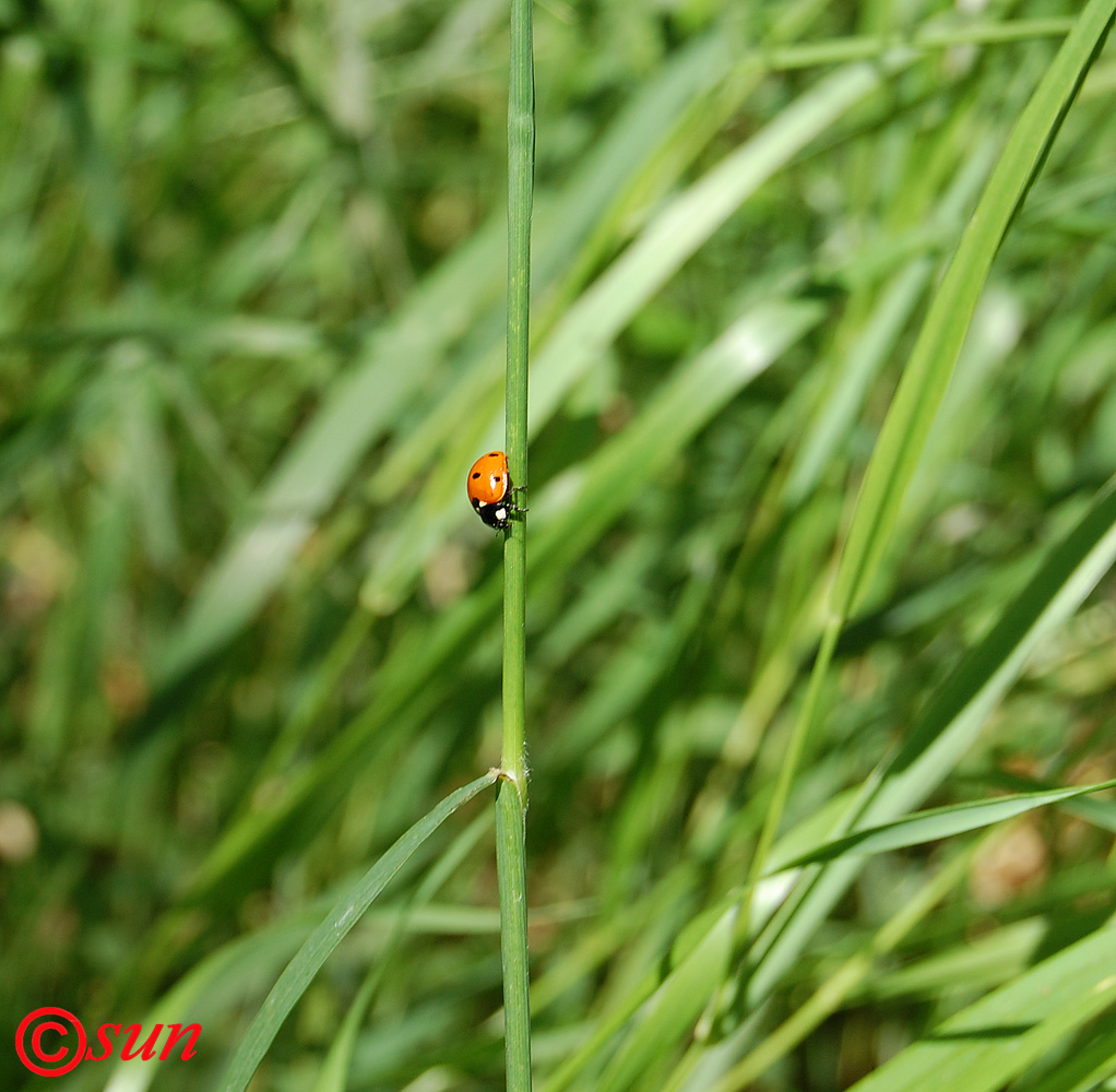 Image of Bromopsis inermis specimen.