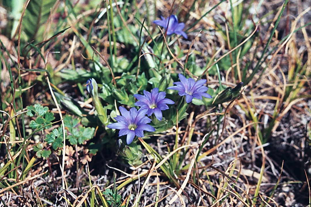 Image of Gentiana karelinii specimen.