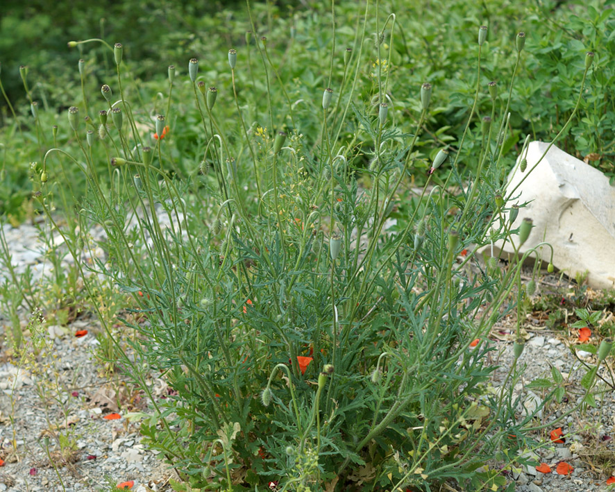 Изображение особи Papaver stevenianum.