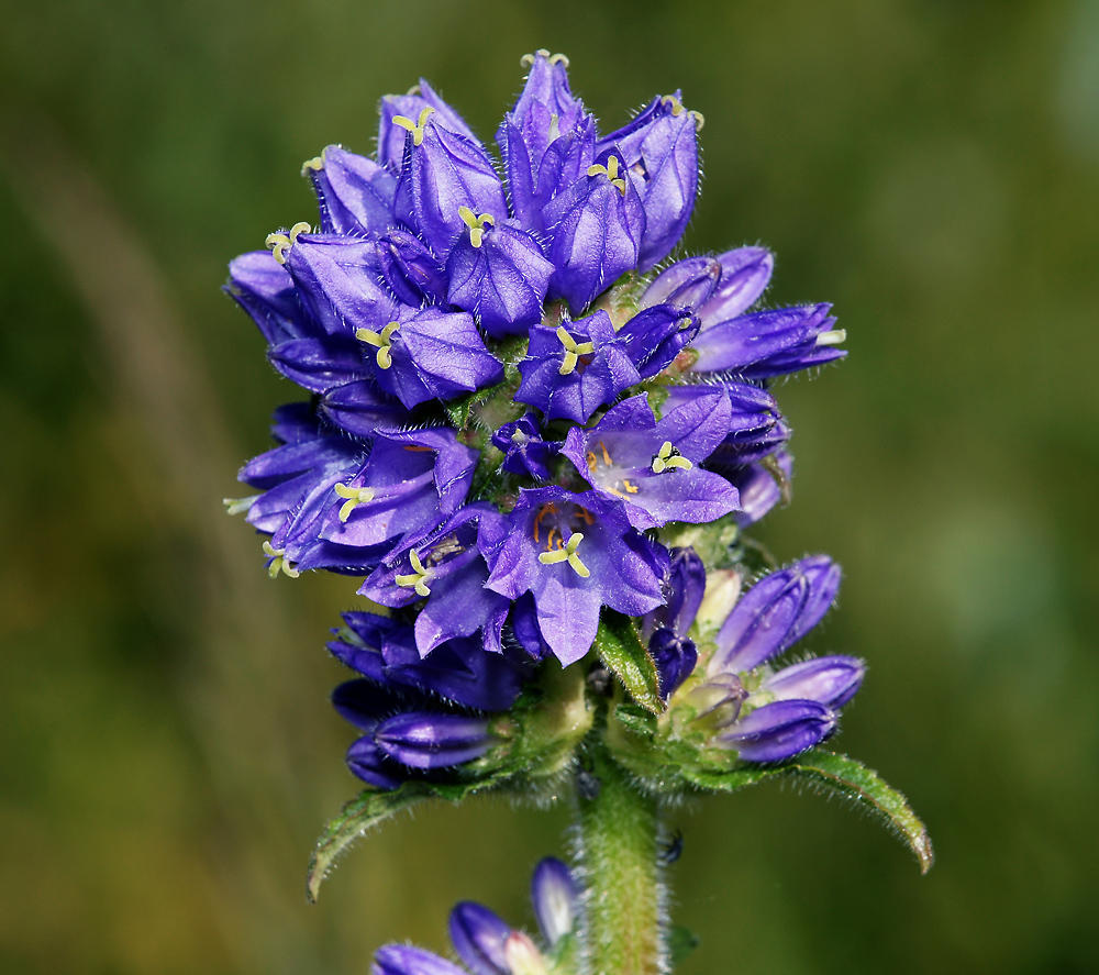 Image of Campanula cervicaria specimen.