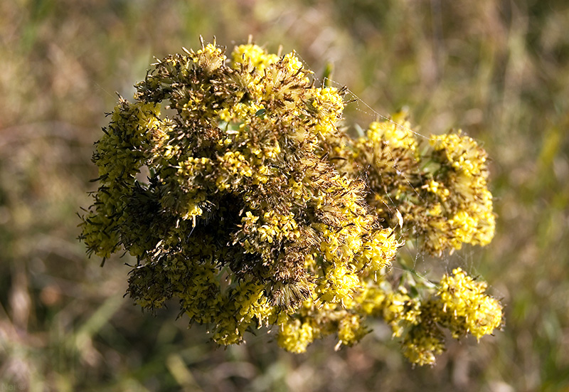 Image of Galatella biflora specimen.