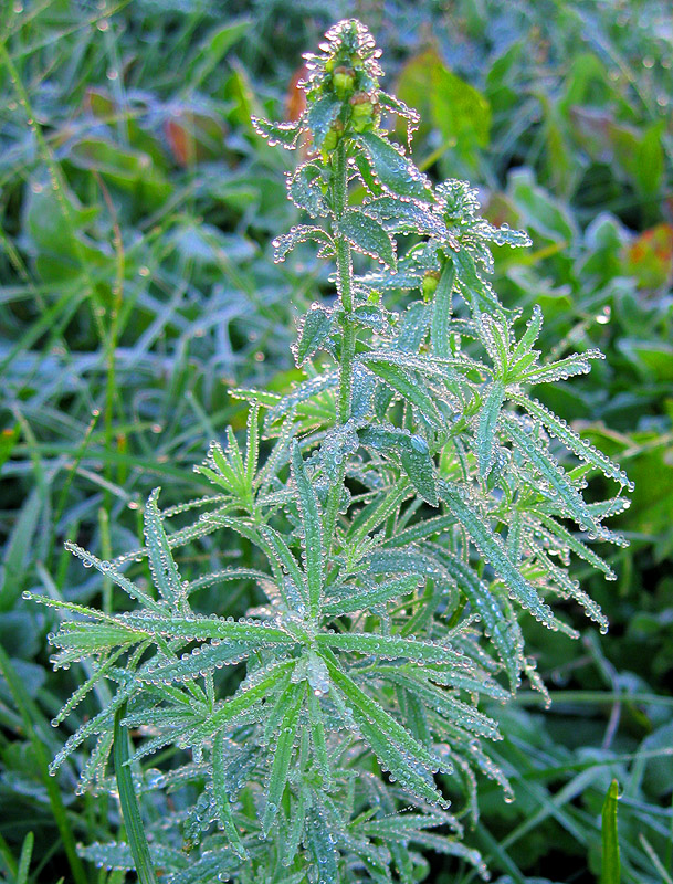 Image of Linaria vulgaris specimen.