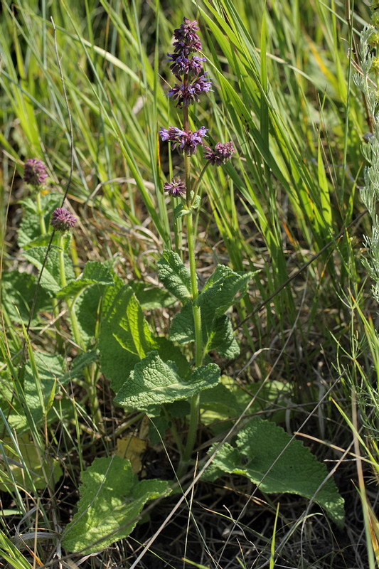 Image of Salvia verticillata specimen.