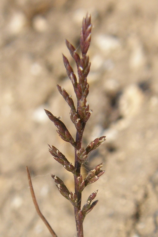 Image of Scleropoa rigida specimen.