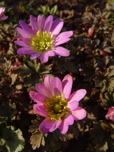 Image of Anemone blanda specimen.