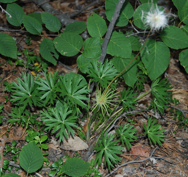 Image of Pulsatilla multifida specimen.