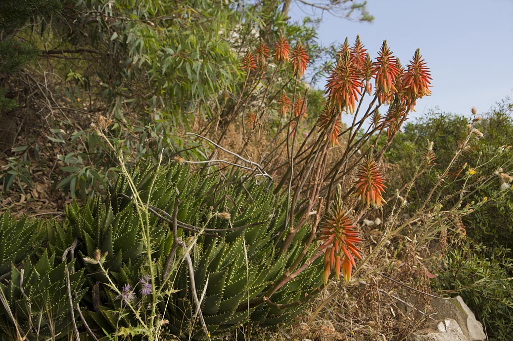 Image of Aloe brevifolia specimen.