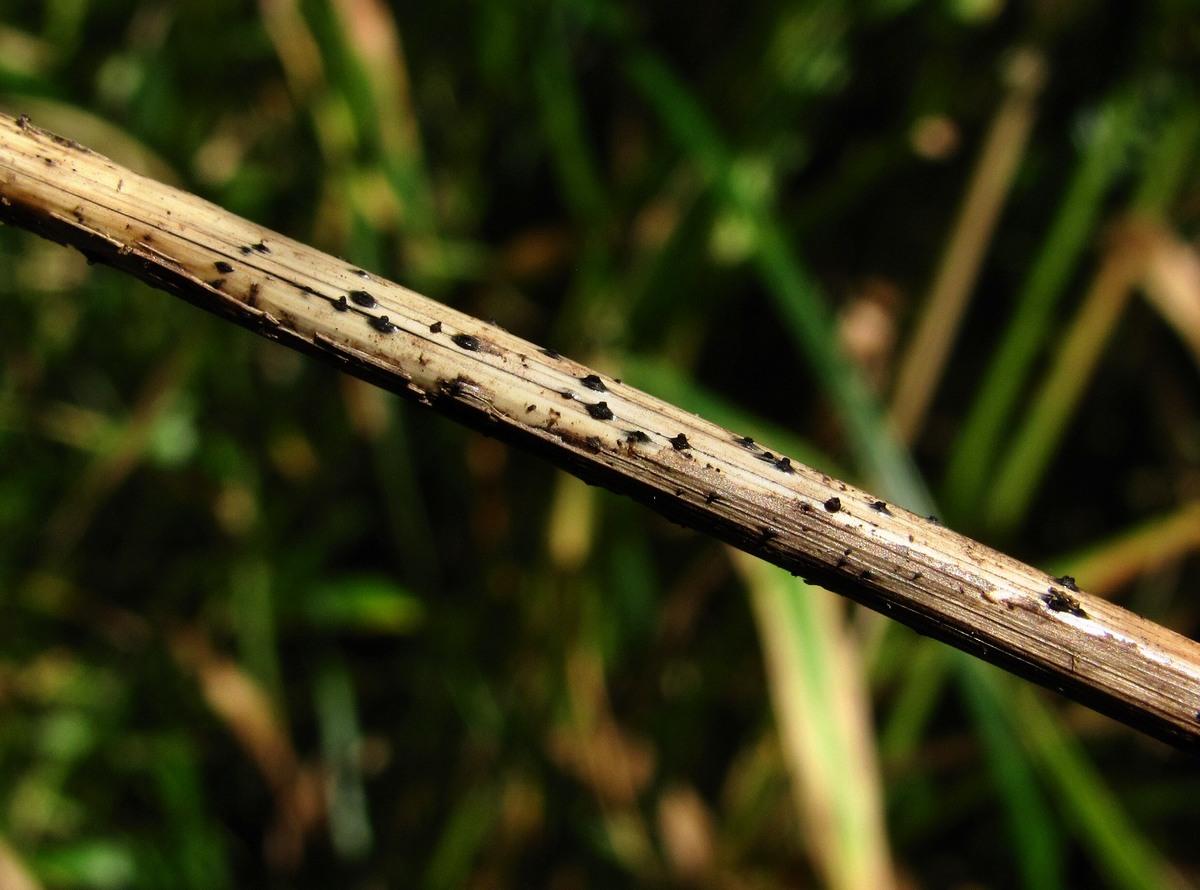 Image of Phalaroides arundinacea specimen.