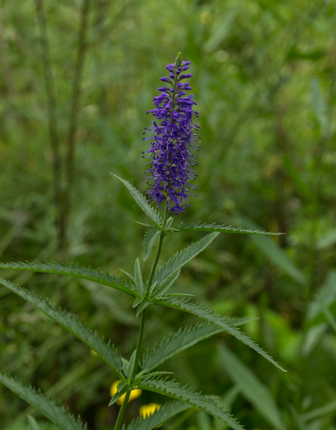 Изображение особи Veronica longifolia.