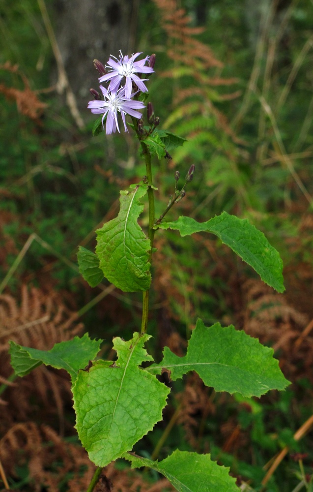 Image of Cicerbita prenanthoides specimen.