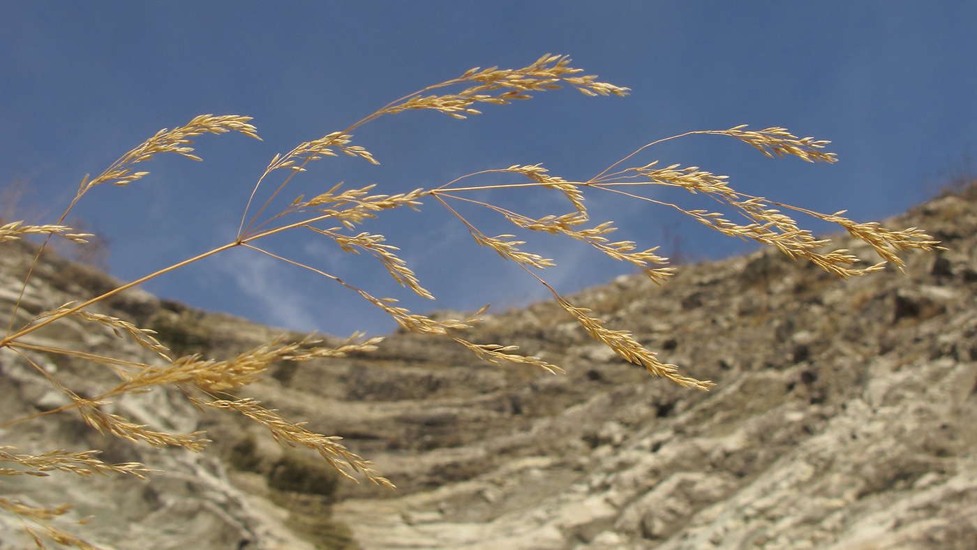 Image of Festuca regeliana specimen.