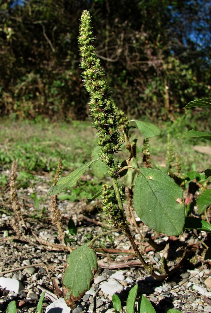 Image of genus Amaranthus specimen.