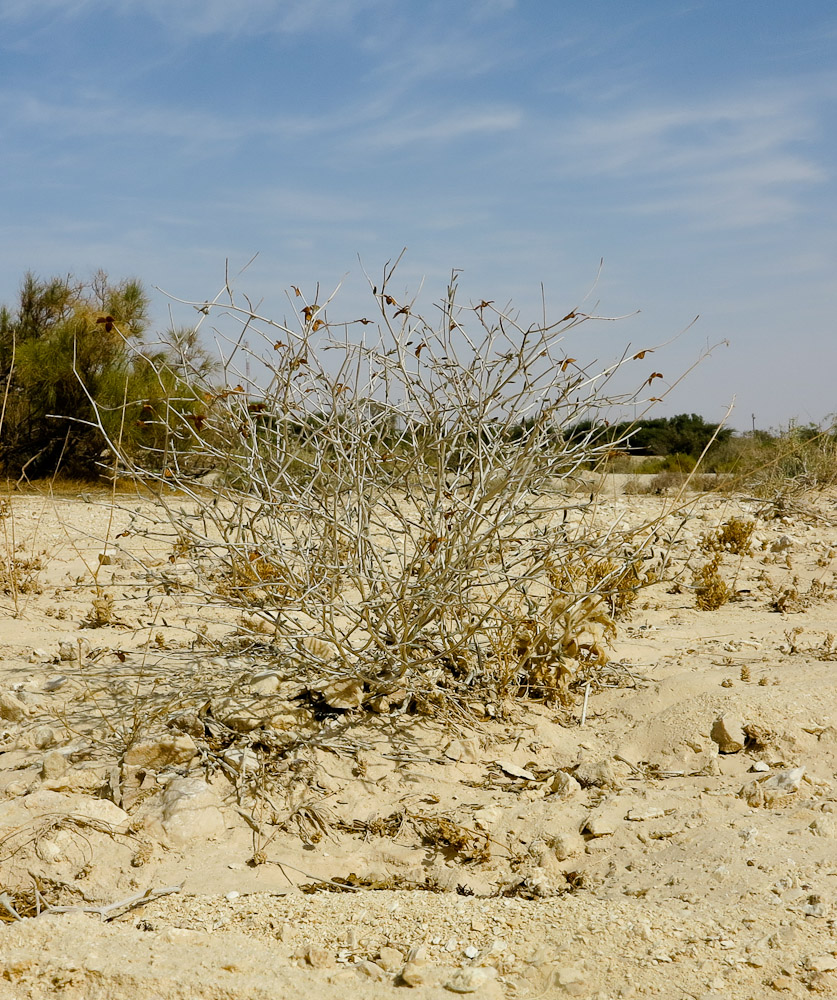 Image of Helianthemum sancti-antonii specimen.