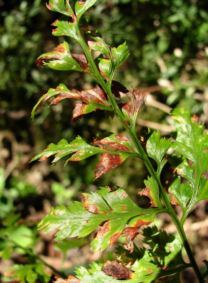 Image of Asplenium adiantum-nigrum specimen.