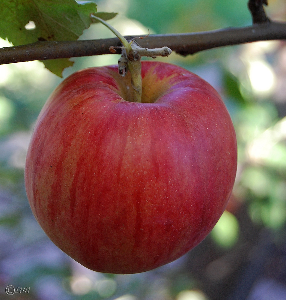 Изображение особи Malus domestica.