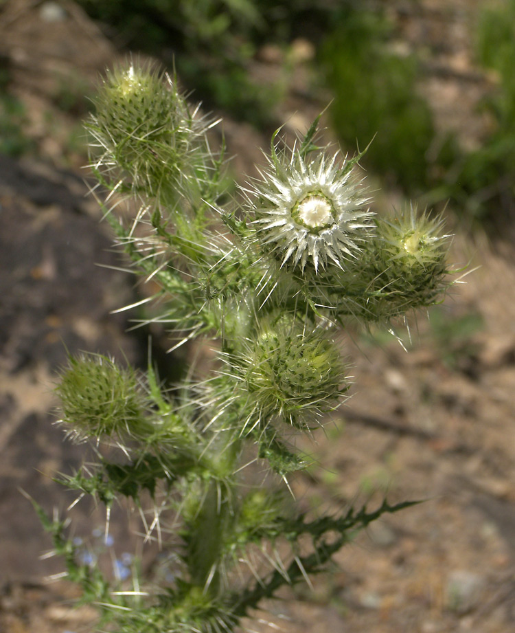 Image of Cirsium echinus specimen.