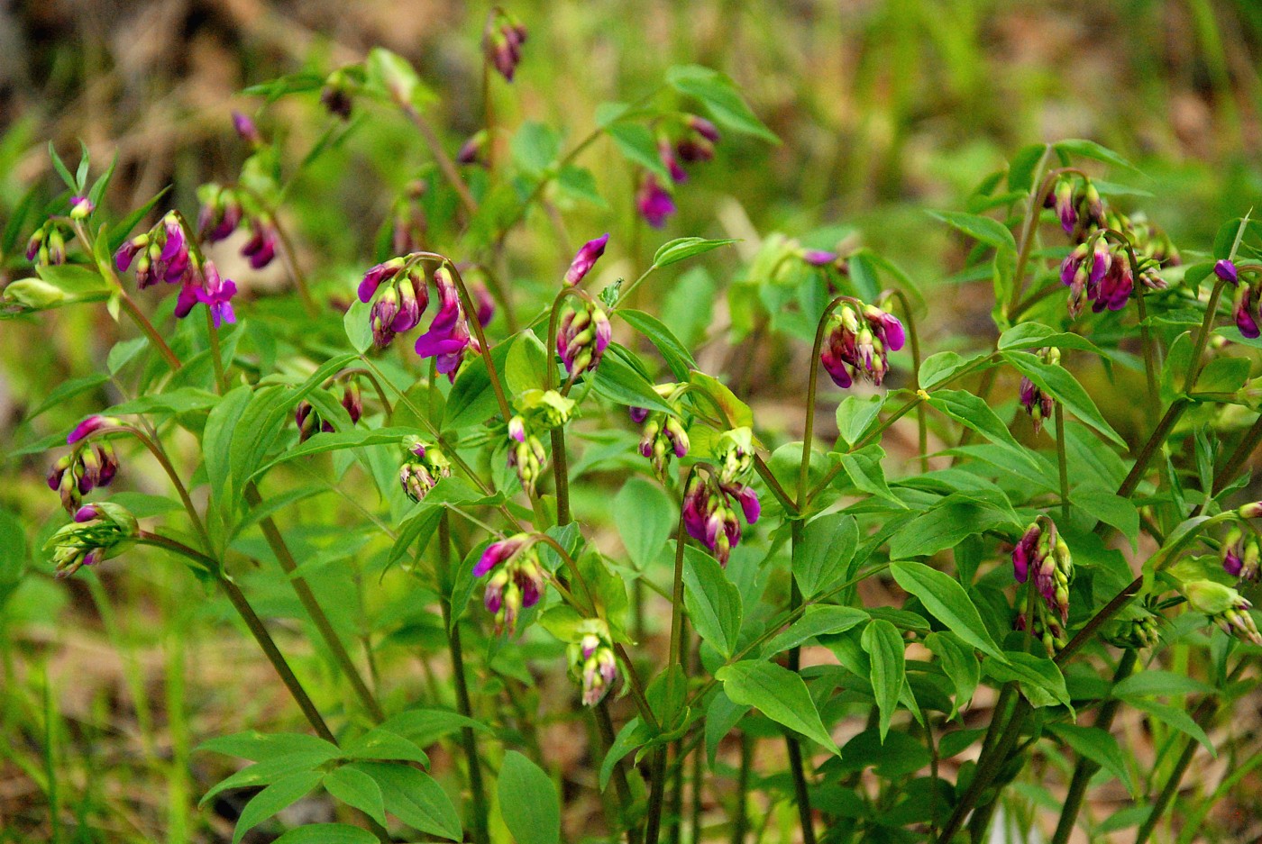 Image of Lathyrus vernus specimen.