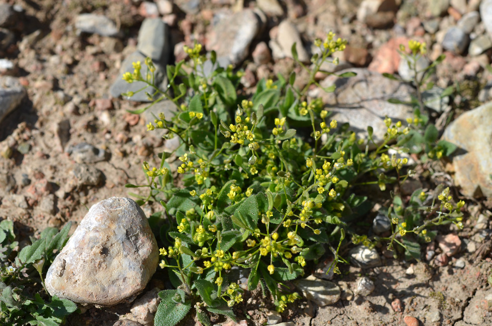 Image of Draba nemorosa specimen.