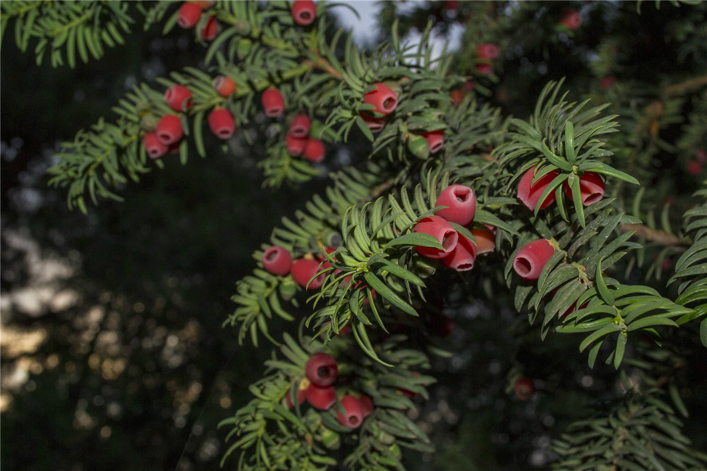 Image of Taxus baccata specimen.