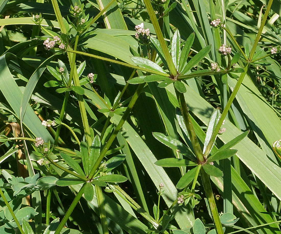 Image of Galium pseudorivale specimen.