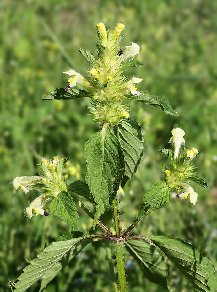 Изображение особи Galeopsis speciosa.