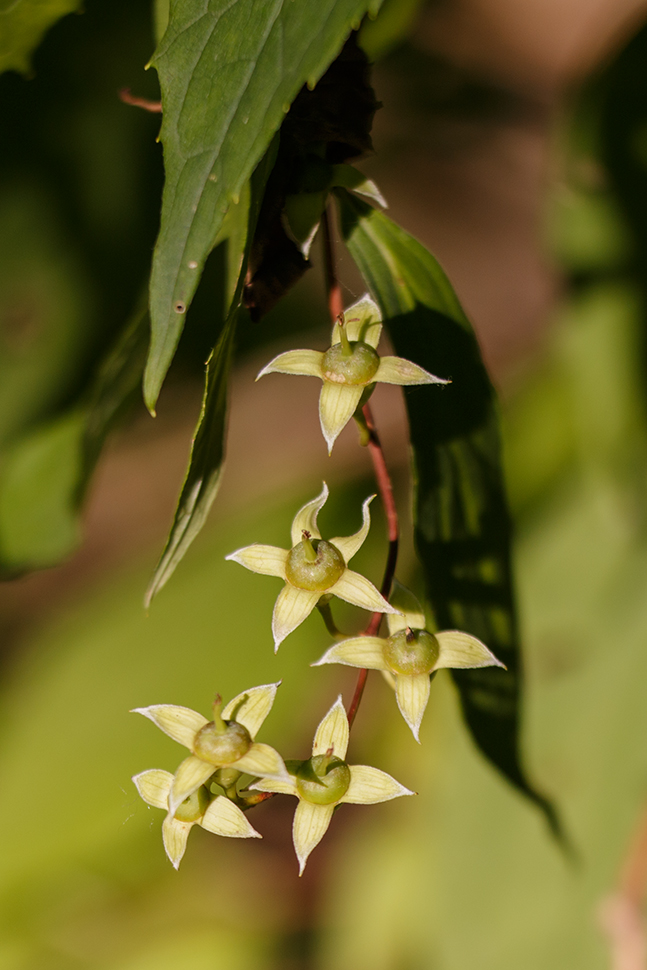 Image of Philadelphus caucasicus specimen.