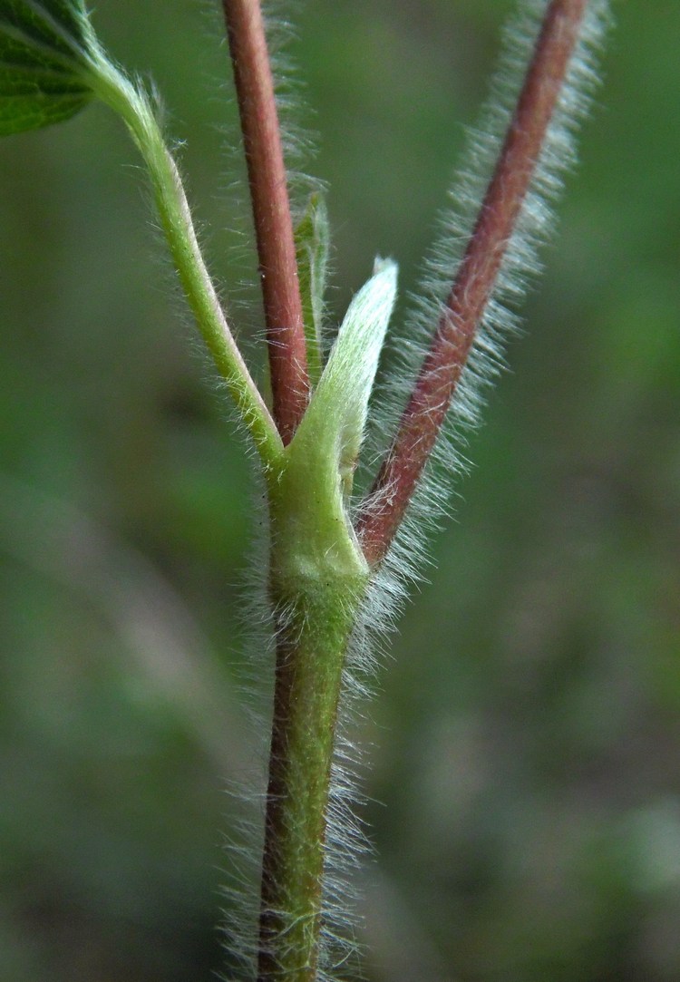 Image of Fragaria viridis specimen.