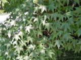 Acer serrulatum. Ветви с листьями. Абхазия, Сухумский ботанический сад. 19.08.2015.