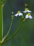 Alisma plantago-aquatica. Фрагмент верхней части соцветия. Санкт-Петербург, Пискарёвский парк. 05.07.2009.