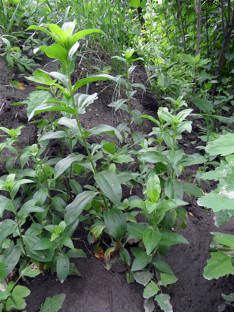 Изображение особи Saponaria officinalis.