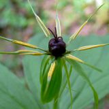 Paris quadrifolia