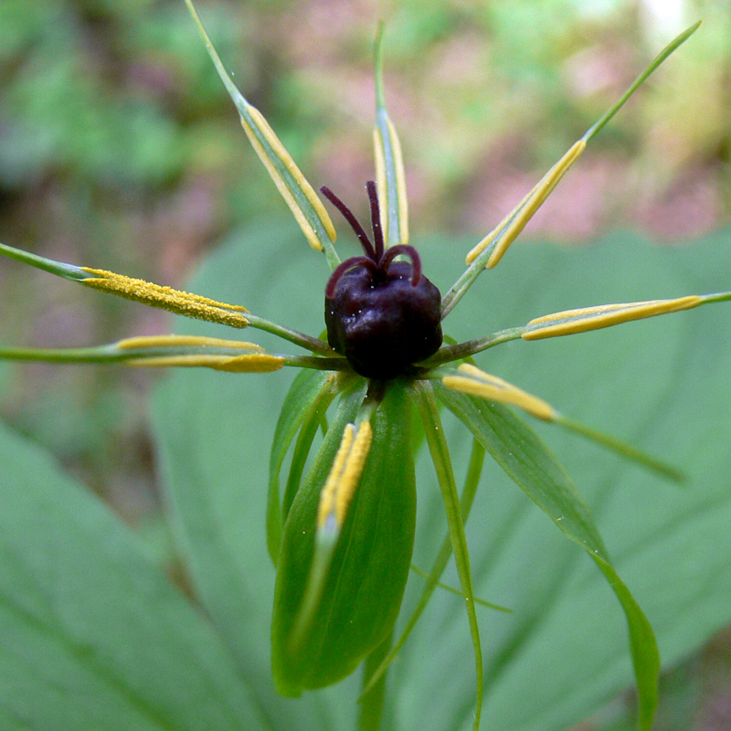 Image of Paris quadrifolia specimen.