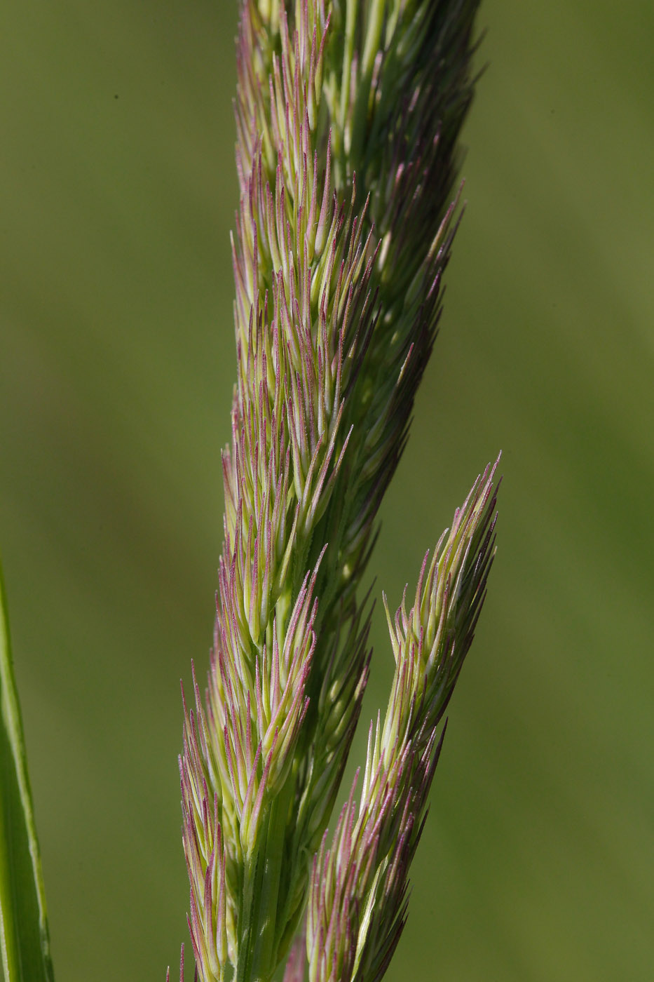 Изображение особи Calamagrostis epigeios.