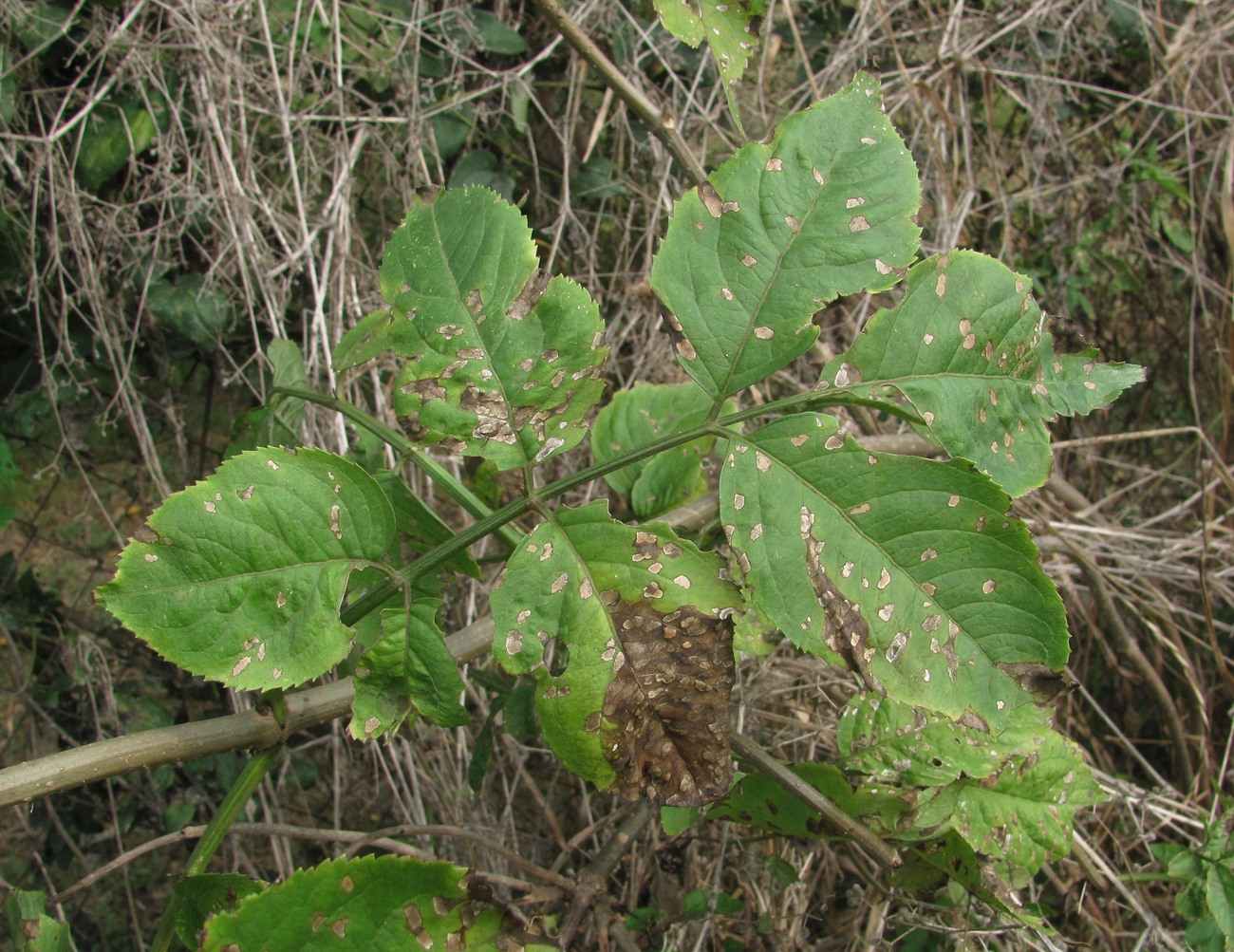 Image of Sambucus nigra specimen.